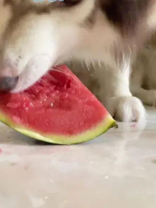 网红吃瓜狗子视频大全播放,萌宠界的欢乐盛宴